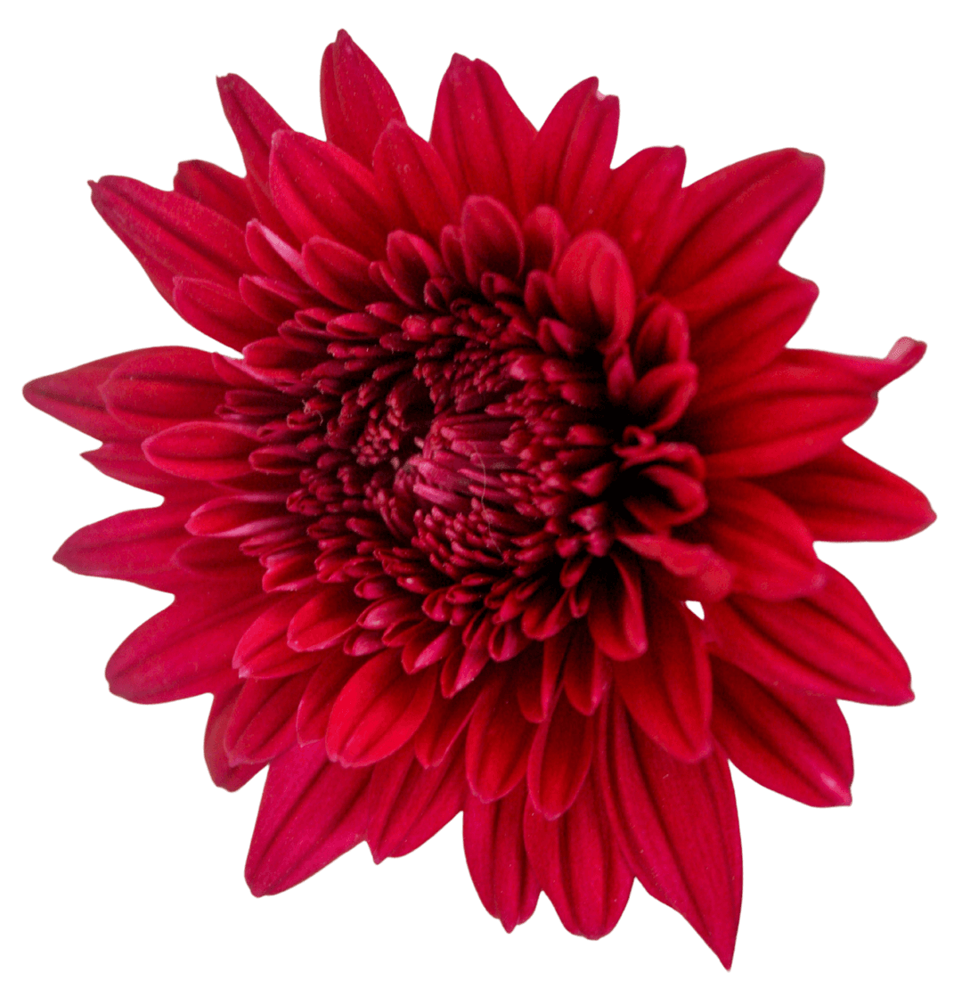 Chrysanthemum